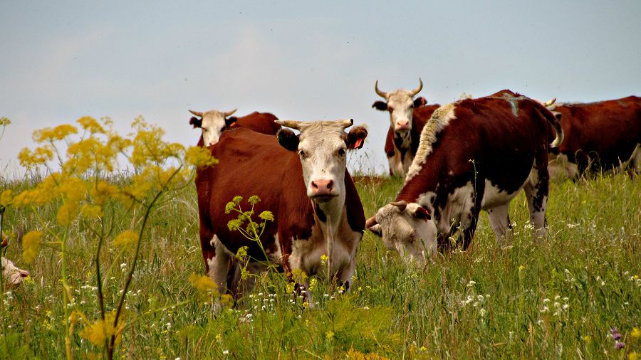 ەكولوگيالىق ءونىم ءھام ەكونوميكالىق برەند