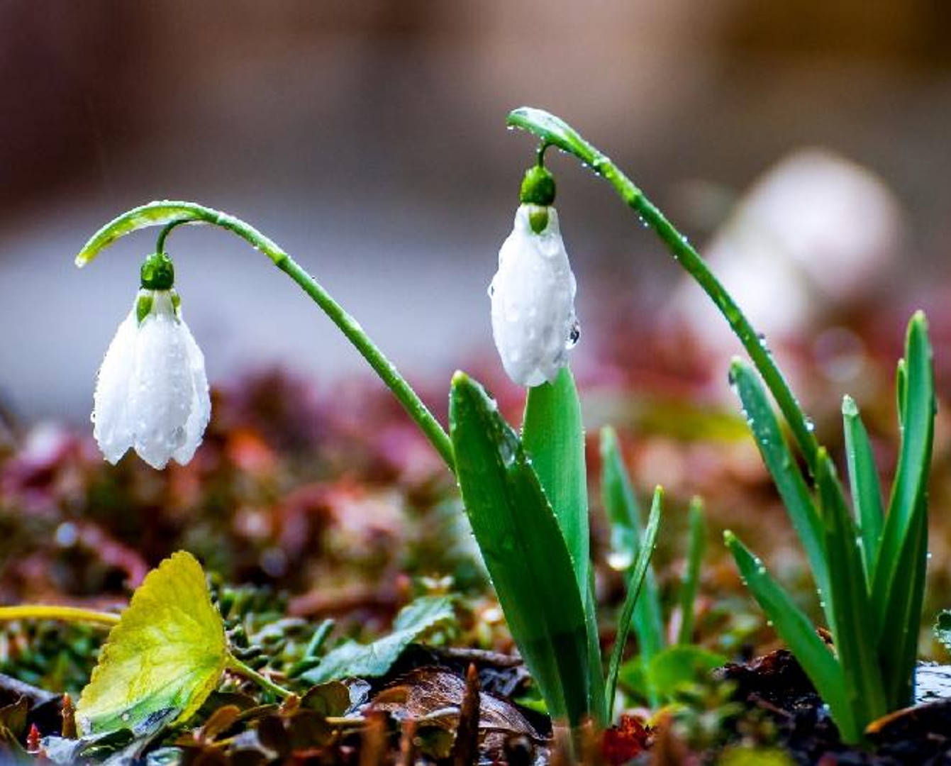 بۇگىن قازاقستاننىڭ باسىم بولىگىندە كۇن جاڭبىرلى بولادى