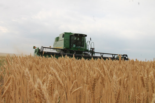 دالا كەمەلەرىندە دامىل جوق