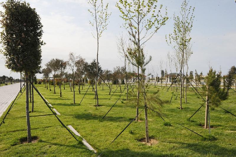 2025 جىلعا دەيىن قازاقستاندا 2 ملرد ءتۇپ اعاش وتىرعىزىلادى