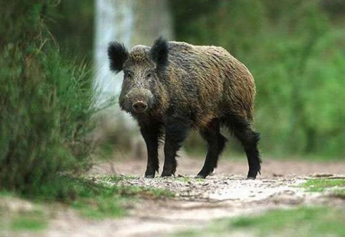 قوستاناي وبلىسىندا قوس قابان اتىپ العان براكونەر ۇستالدى