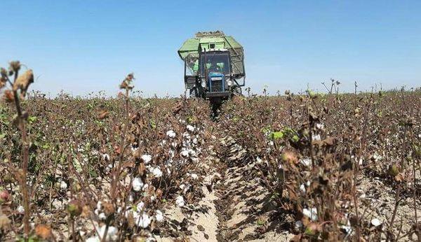 جەتىسايدا ماقتا تەرىم ناۋقانى باستالدى