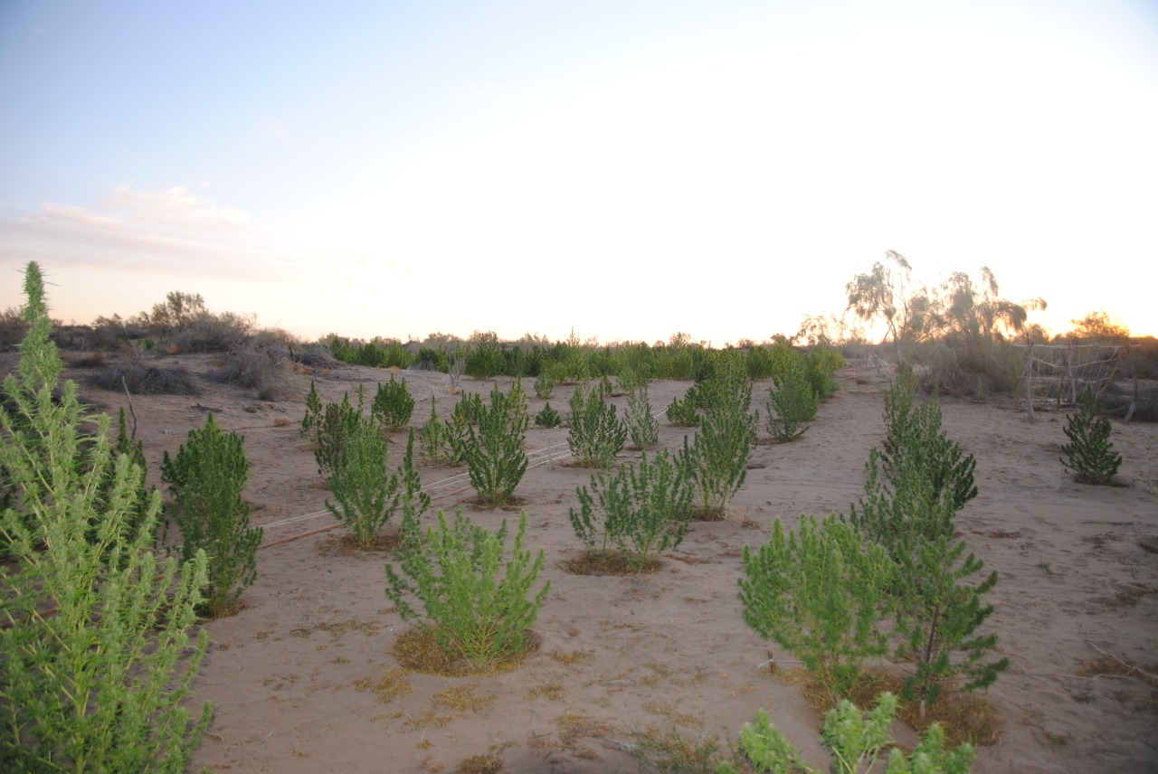 قىزىلوردادا ەكى ءىرى ەسىرتكى القابى انىقتالدى
