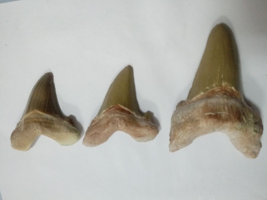 وتودۋس اكۋلاسىنىڭ ءتىسى