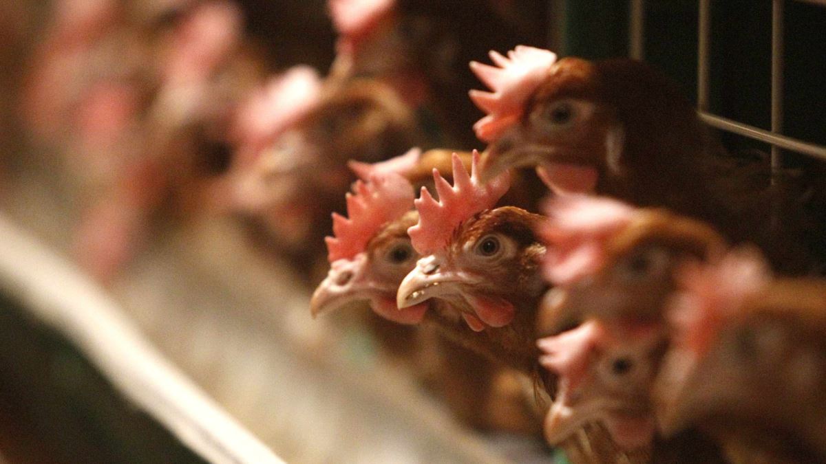 قازاقستاننىڭ تاعى ءۇش وبلىسىندا قۇس تۇماۋى تىركەلدى