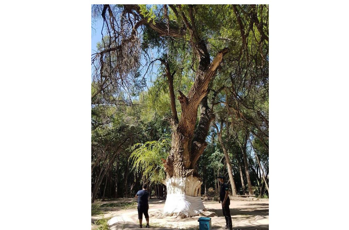 اۋليەاعاش ءالى ۇزاق جاسايدى