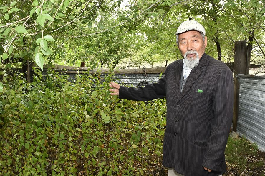 اعاش ءوسىرۋ اقشامەن ولشەنبەيدى