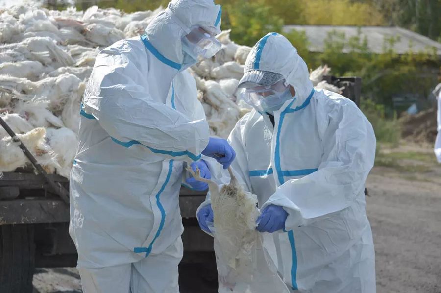 قۇستار نەدەن قىرىلدى؟