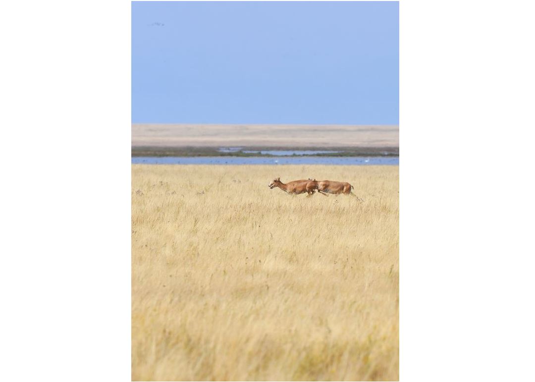 تابيعاتتى قورعاي ءبىلۋ – وركەنيەتتىلىك بەلگىسى