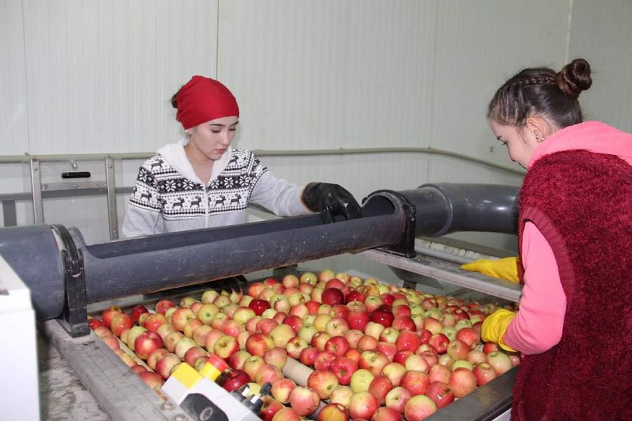 المالى اۋدان