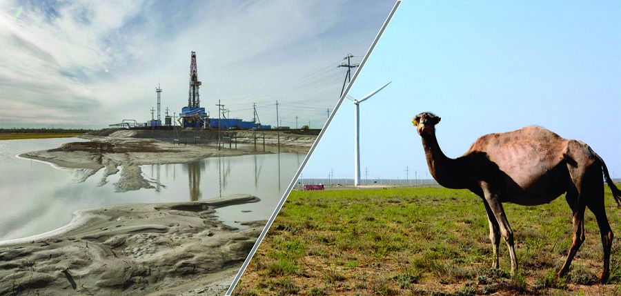 شەتپەلىكتەر نەگە شىرىلداپ ءجۇر؟!