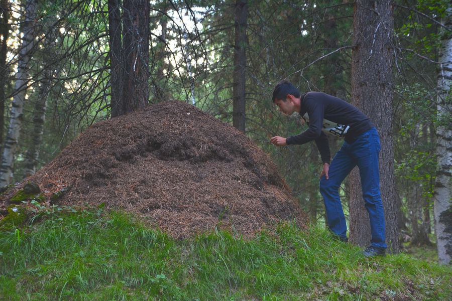 قۇمىرسقالار قالاشىعى