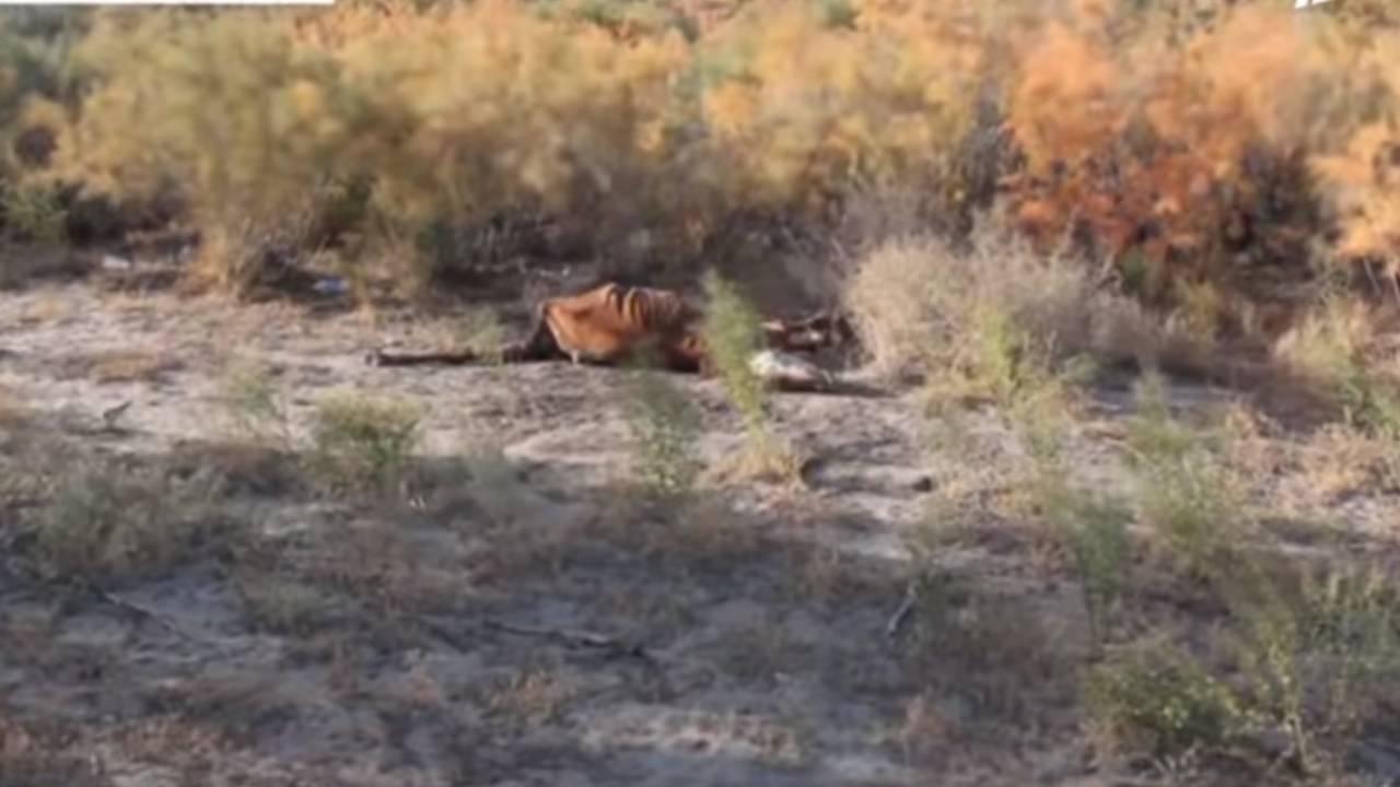 جاڭاقورعاندا جىلقىلاردىڭ نەدەن قىرىلعانى بەلگىلى بولدى