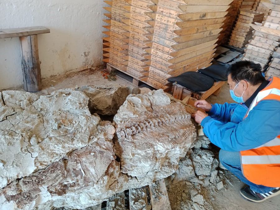 تەتيس مۇحيتىن مەكەندەگەن بالىق