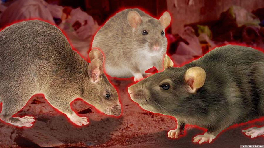 كەمىرگىشتەر قاۋىپ تۋعىزۋدا