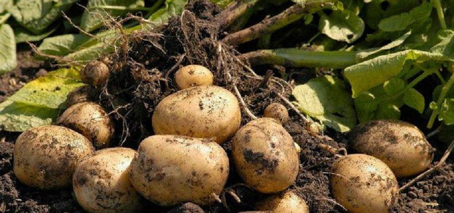 ەكىنشى ناننىڭ قادىرى ەستە بولسىنشى