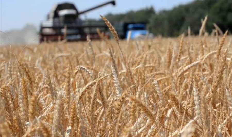 اقمولالىق ديقاندار ەگىن وراعىن اياقتادى