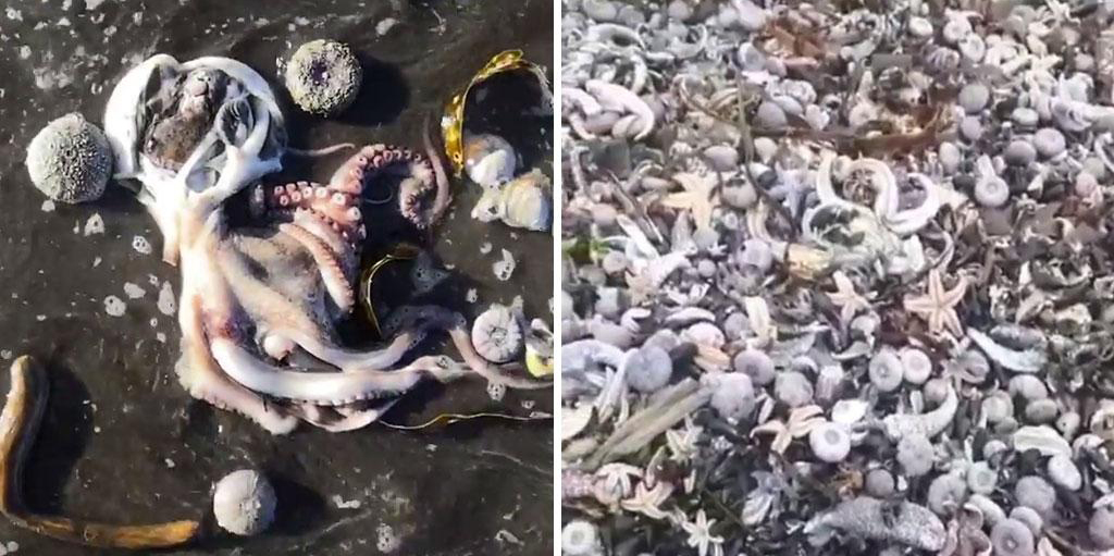 كامچاتكاداعى اپاتتىڭ الدىن الا سەبەبى جاريالاندى