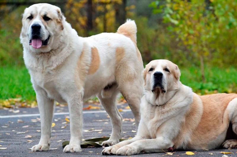 ەلوردا پوليتسەيلەرى قىلمىسپەن كۇرەستە توبەت تۇقىمدى يتتەردى پايدالاناتىن بولدى