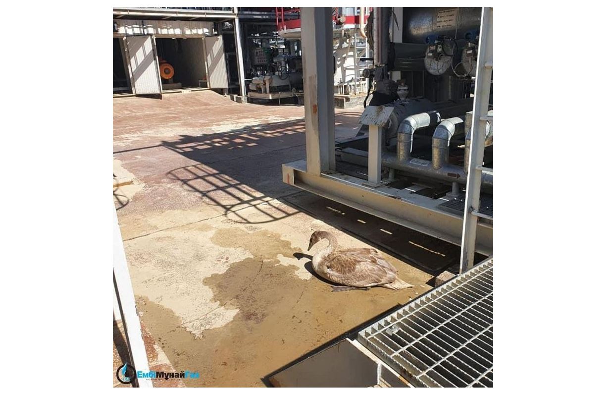 جارالى بالاپان