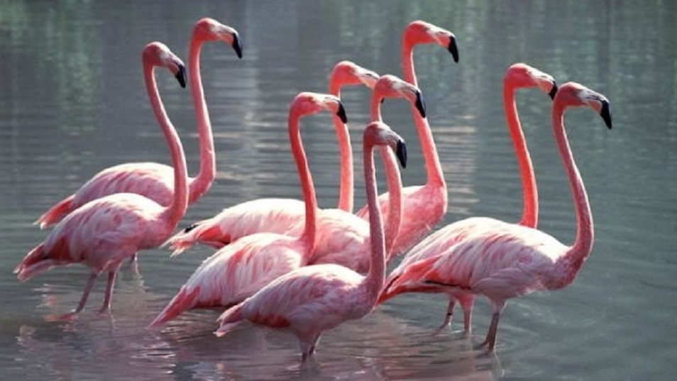 اقتاۋعا قوقيقازدار ۇشىپ كەلدى