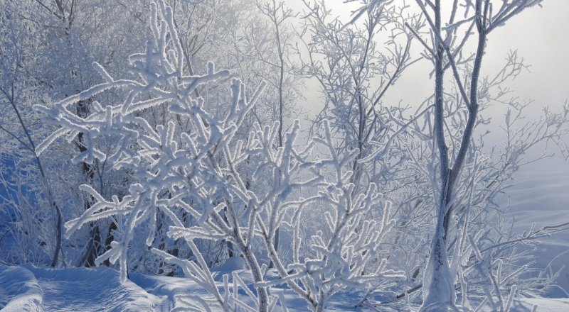 كوكشەنىڭ قىسى تىم ۇزاق