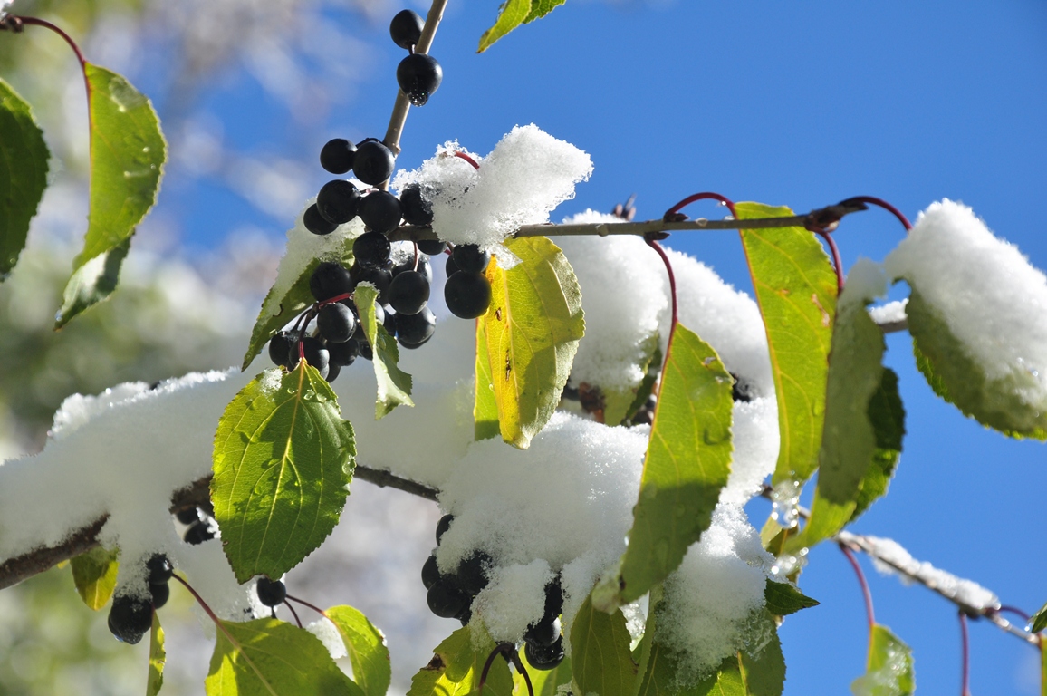 الداعى ءۇش كۇندە قار جاۋىپ, كوكتايعاق بولادى