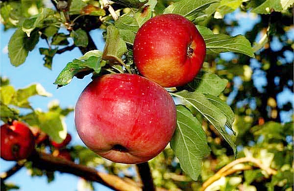 الما ءتاتتى, ەڭبەگى قاتتى...