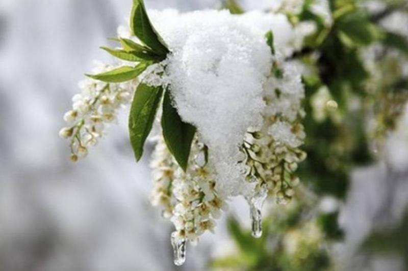 بۇگىن ەلىمىزدە قار ارالاس جاڭبىر جاۋادى