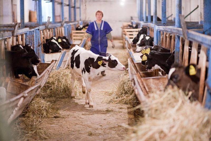 ەندى فەرمەرلەر ءىرى قارا مالىن اۋرۋلاردان جانە باسقا دا قاۋىپ-قاتەرلەردەن ساقتاندىرا الادى