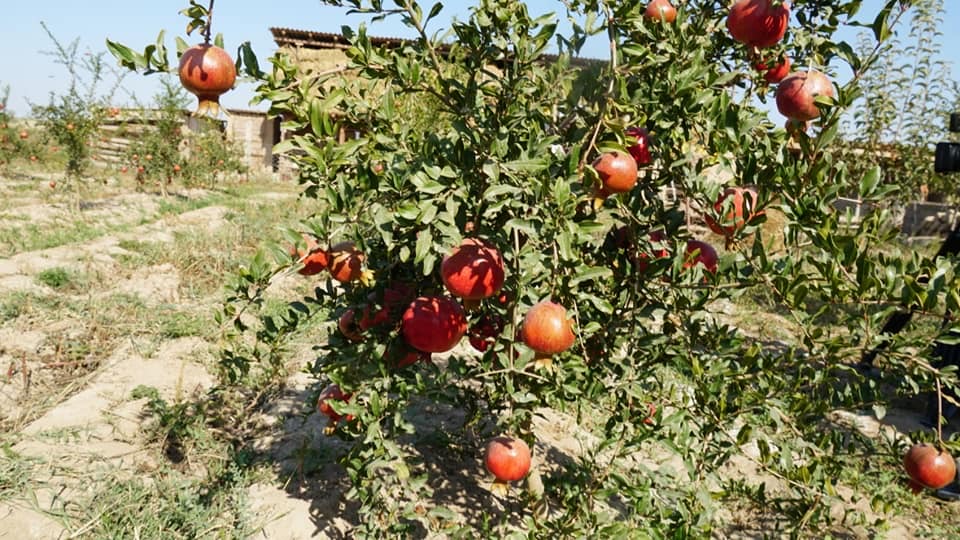 كەلەستە "كۋۆا" دا وسەدى