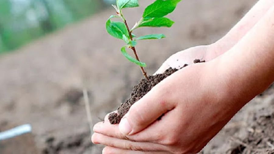 جاسىل جەلەك جايقالسا...