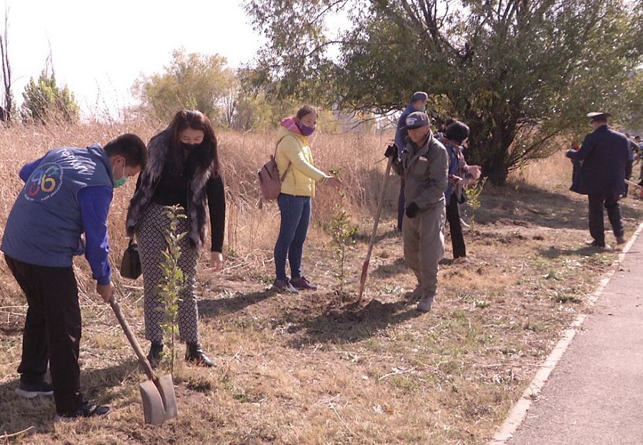 ەرىكتىلەر اعاش ەكتى