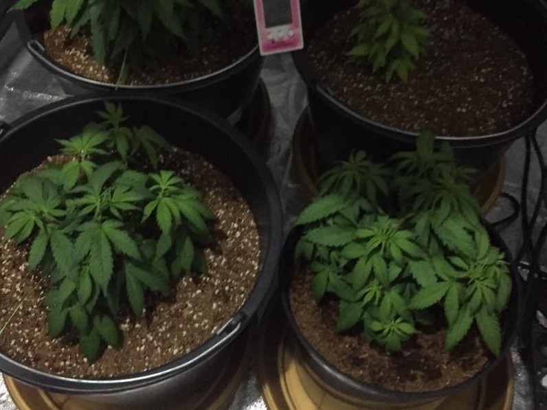 اتىراۋدا ۇيىندە ەسىرتكى وسىرگەن ازامات ۇستالدى