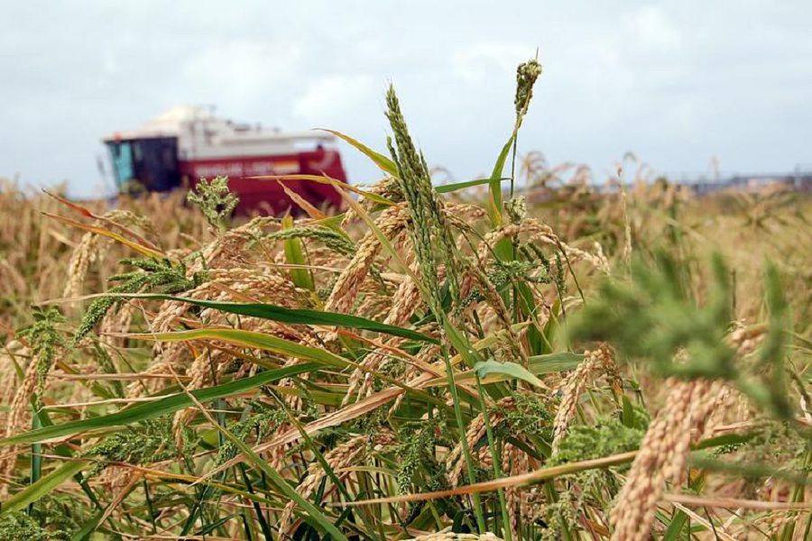 ەرەگىسكەن ەكەۋ, ەگىنسىز قالاتىن ەل