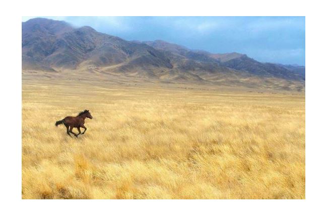 كىندىگىمدى كەسكەن جۇرت