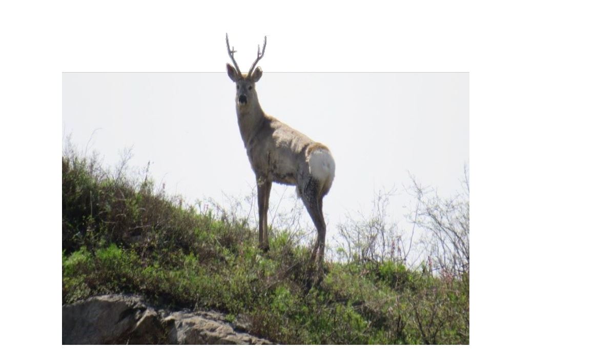 تۇياقتى جانۋارلار مەكەنى