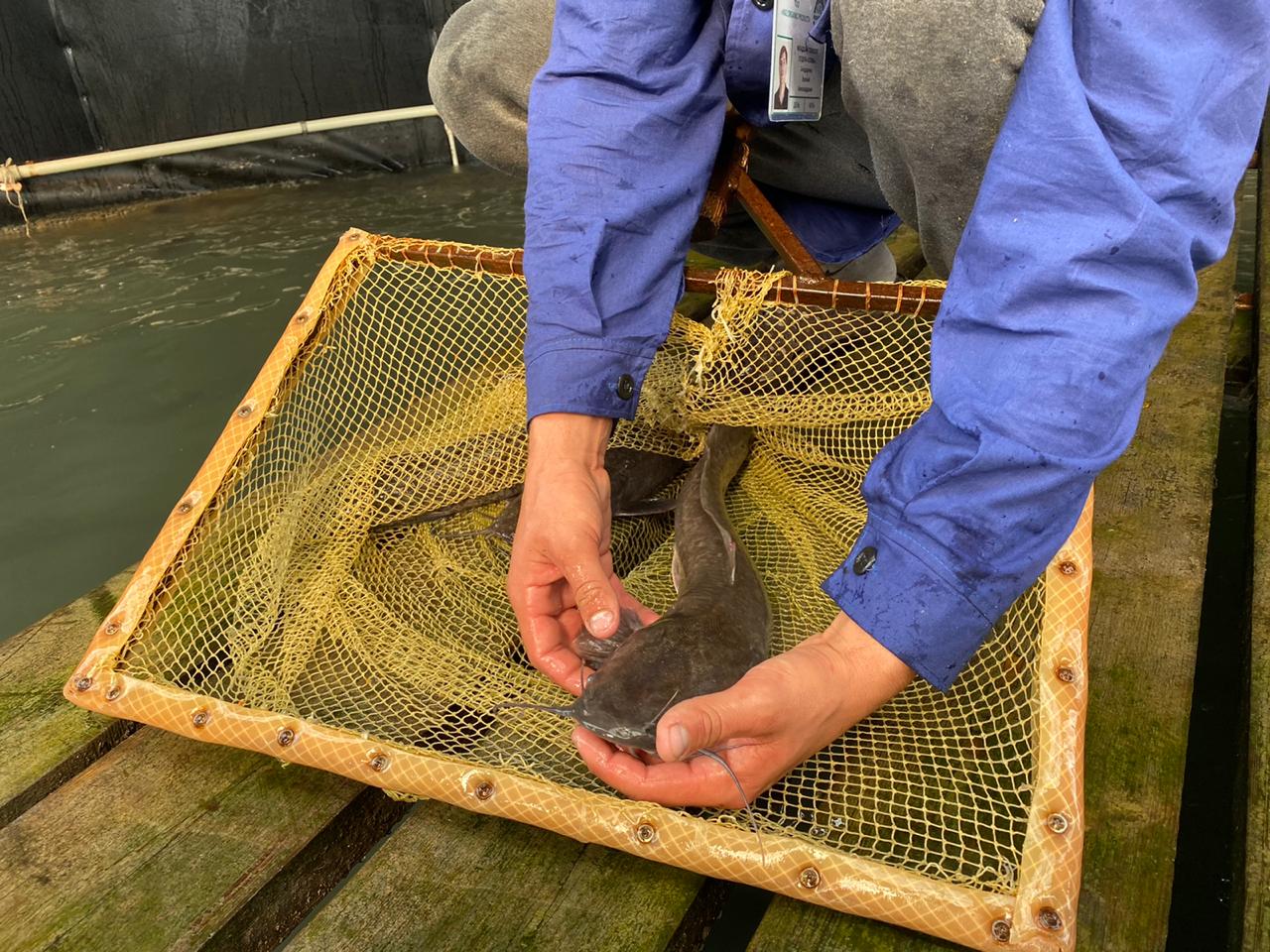 قاپشاعايدا وسىرىلگەن بالىققا رەسەيدە قىزىعۋشىلىق جوعارى