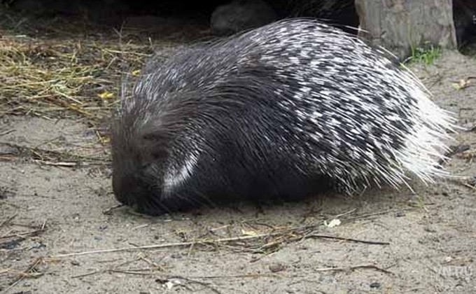 جامبىلدا جايرا قايدان ءجۇر؟