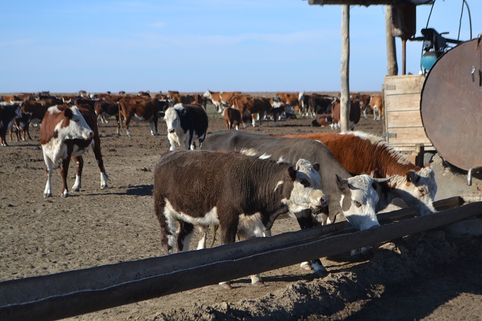 "تىلەنشىدە" قىزۋ تىرلىك