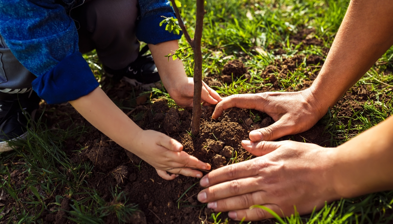 الماتىدا ابايدىڭ مەرەيتويىنا وراي 175 ءتۇپ قاراعاي وتىرعىزىلدى