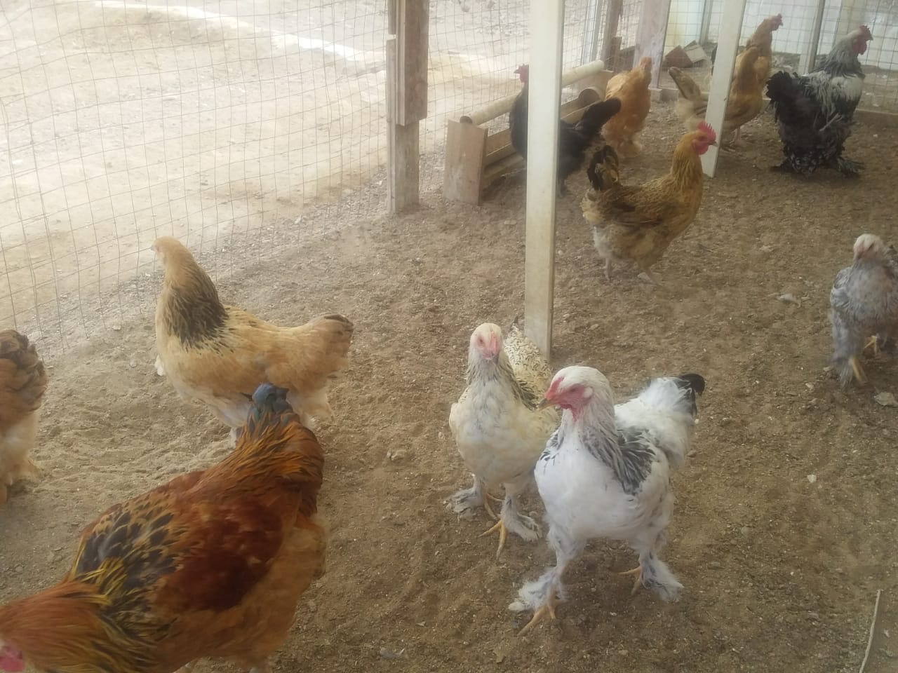 تۇپقاراعان اۋدانىندا 55 ادام قايتارىمسىز گرانت الدى