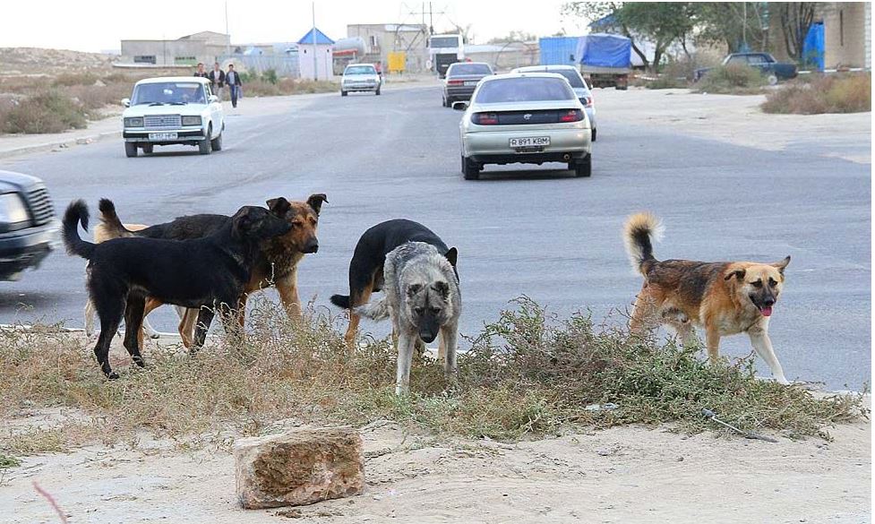 اتىراۋدا 9 بالانى يت تالادى