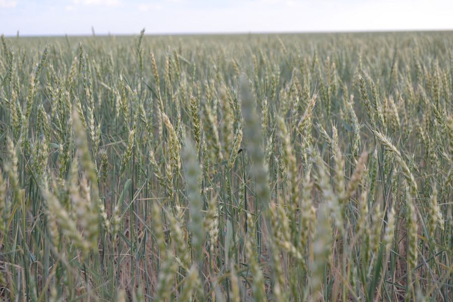 گازداندىرۋ ىسىندە تۇيتكىلدى تۇس كوپ