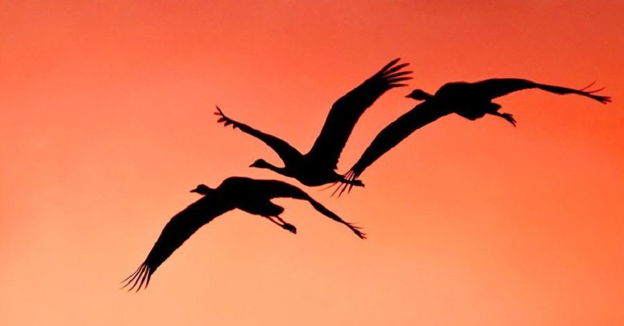 مۇڭدى ءانىن تىرنالاردىڭ ەستىدىڭ بە؟