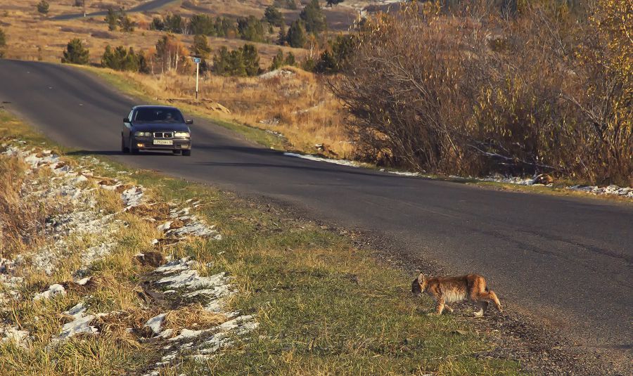 سىرعي باسقان سىلەۋسىن