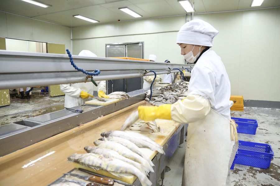 تەڭىزدى اۋدانداعى تىڭعىلىقتى تىرلىك