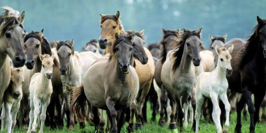 قازاقتىڭ جىلقى تۇستەۋ جانە جاسىن انىقتاۋ ءىلىمى