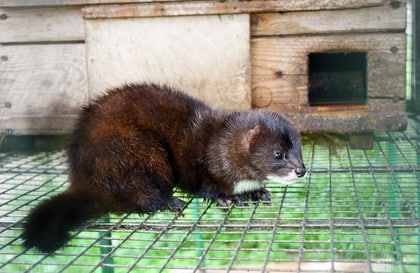 دانيا بيلىگى ەلدەگى بارلىق كۇزەندەردى جويۋعا بۇيرىق بەردى