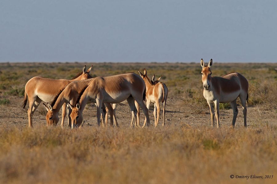 بارساكەلمەس – ەكولوگيالىق ايماقتا ورنالاسقان الەمدەگى جالعىز قورىق